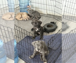 Cane Corso Puppy for sale in COMPTON, CA, USA