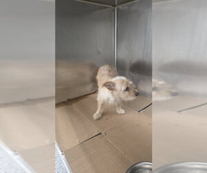 Cairn Terrier-Unknown Mix Dogs for adoption in Pasadena, TX, USA