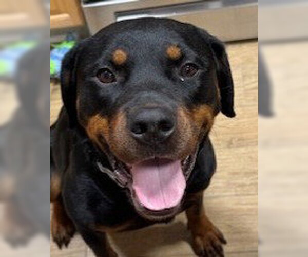 Medium Photo #5 Rottweiler Puppy For Sale in Hillsboro, NH, USA