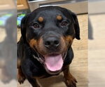 Small #4 Rottweiler