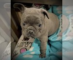 Small Photo #5 French Bulldog Puppy For Sale in Wake Forest, NC, USA