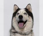 Small #1 Siberian Husky