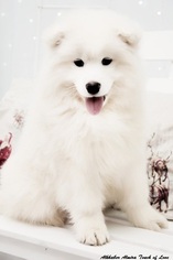 Samoyed Puppy for sale in LOS ANGELES, CA, USA