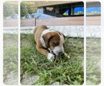 Small #2 American Pit Bull Terrier-Basset Hound Mix