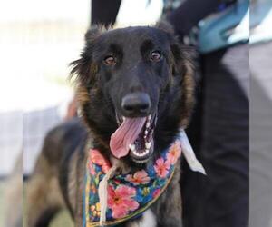 Mutt Dogs for adoption in San Antonio, TX, USA