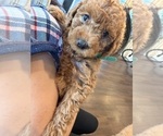 Puppy Puppy 4 Daisy Labradoodle