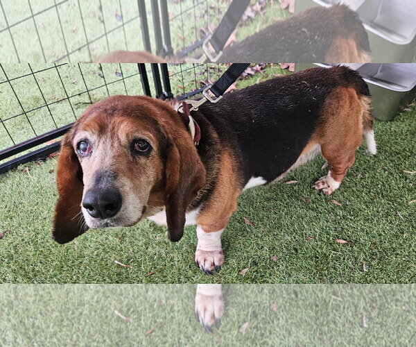 Medium Photo #3 Basset Hound Puppy For Sale in Deepwater, NJ, USA