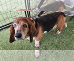 Small #2 Basset Hound