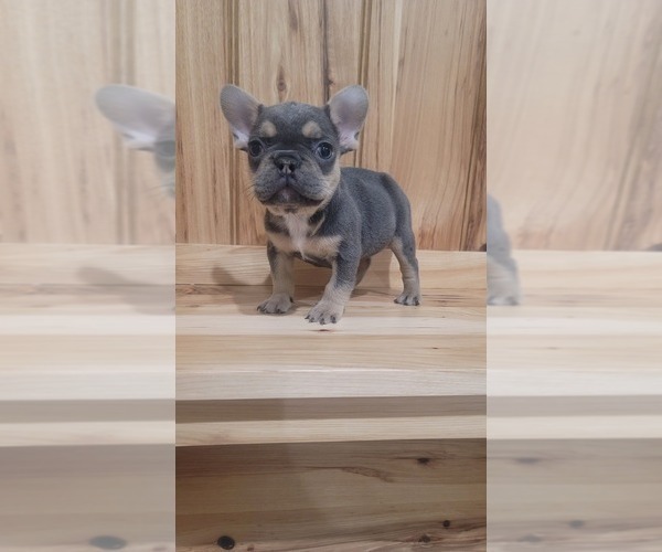 Medium Photo #2 French Bulldog Puppy For Sale in INDIANAPOLIS, IN, USA