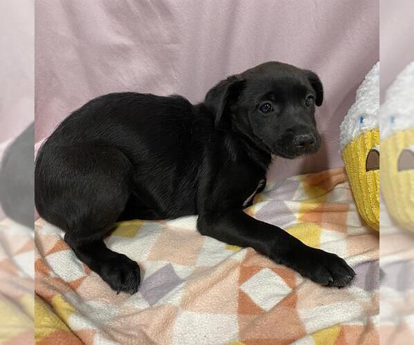 Medium Photo #1 Labrador Retriever-Staffordshire Bull Terrier Mix Puppy For Sale in Modesto, CA, USA