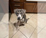 Small #3 American Bulldog Mix