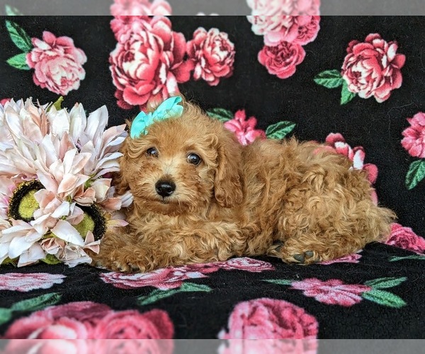 Full screen Photo #2 Poodle (Toy) Puppy For Sale in CHRISTIANA, PA, USA