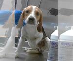 Small Beagle