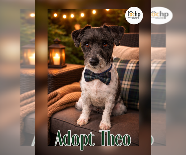 Medium Photo #1 Mutt Puppy For Sale in Menifee, CA, USA