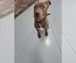 Small Labrador Retriever Mix