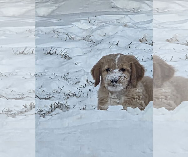 Medium Photo #2 Labradoodle Puppy For Sale in Plainfield, IL, USA