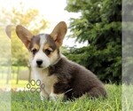 Small #2 Pembroke Welsh Corgi