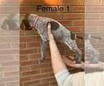 Small Photo #11 German Shorthaired Pointer Puppy For Sale in MARIETTA, GA, USA