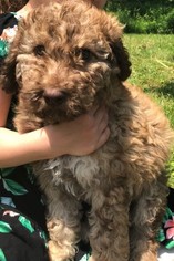 Poodle (Standard) Puppy for sale in BELLVILLE, OH, USA