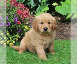 Golden Retriever Puppy for sale in CHRISTIANA, PA, USA