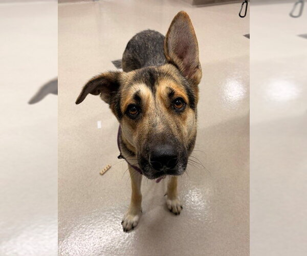 Medium Photo #1 German Shepherd Dog Puppy For Sale in Baytown, TX, USA