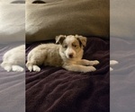 Puppy Puppy 3 Border Collie