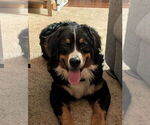 Small #10 Bernese Mountain Dog