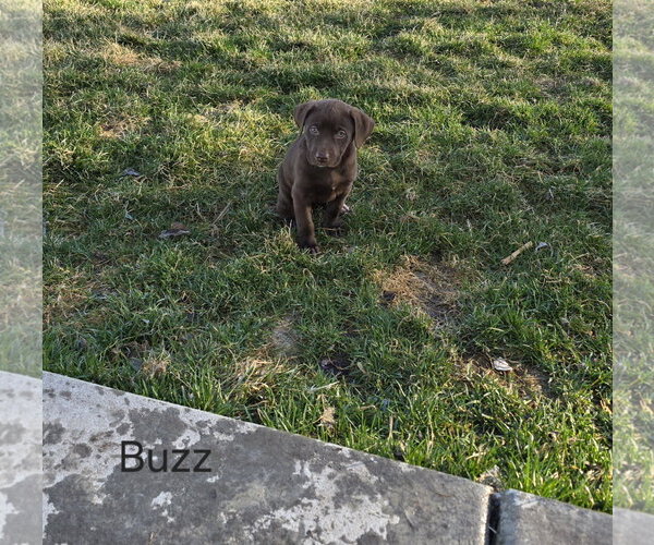 Medium Photo #1 Labrador Retriever-Unknown Mix Puppy For Sale in MIDWAY, UT, USA