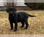Small Photo #12 Labrador Retriever Puppy For Sale in NORTON SHORES, MI, USA
