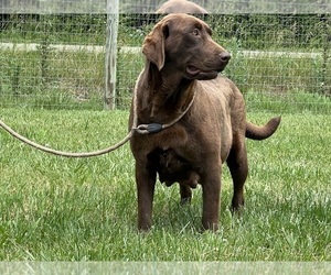 Mother of the Labrador Retriever puppies born on 06/29/2025