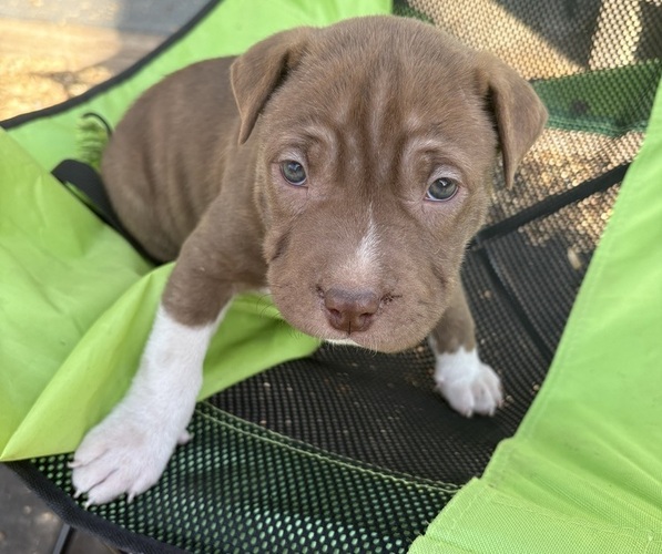 Medium Photo #17 American Pit Bull Terrier-Chinese Shar-Pei Mix Puppy For Sale in KANSAS CITY, MO, USA