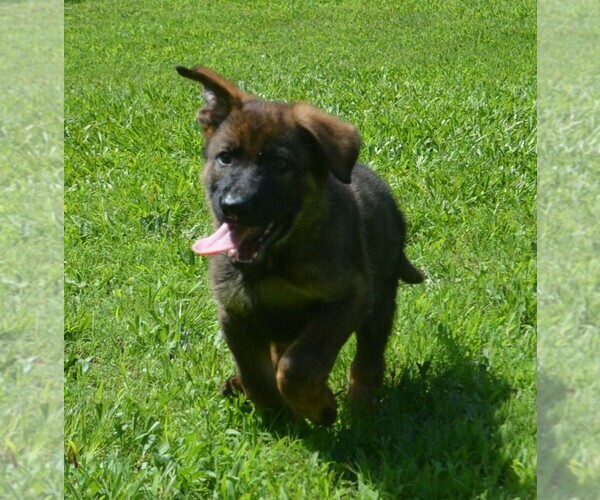 Medium Photo #8 German Shepherd Dog Puppy For Sale in POWDER SPRINGS, GA, USA