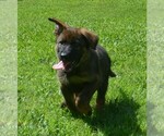 Small Photo #8 German Shepherd Dog Puppy For Sale in POWDER SPRINGS, GA, USA