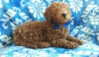 Small Photo #3 Goldendoodle Puppy For Sale in EDEN, PA, USA