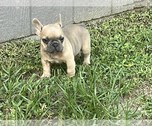 French Bulldog Puppy for sale in SEBRING, FL, USA