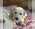 Small #4 Labrador Retriever Mix