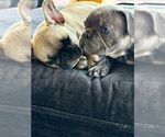 Small #1 French Bulldog