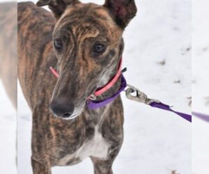Greyhound Dogs for adoption in Grandville, MI, USA
