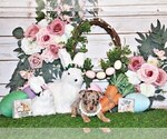 Small Photo #27 Chihuahua Puppy For Sale in CHARLESTON, AR, USA