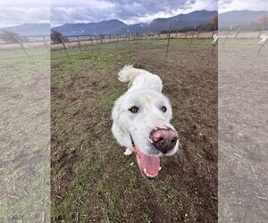 Great Pyrenees Dogs for adoption in Missoula, MT, USA