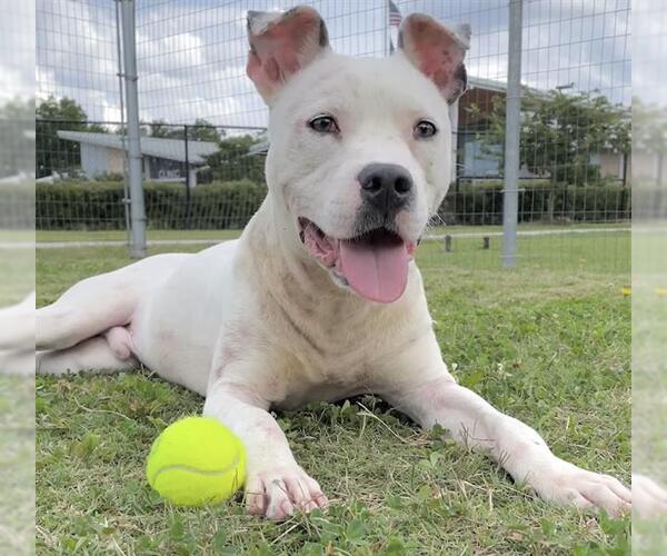 Medium Photo #2 American Pit Bull Terrier-Unknown Mix Puppy For Sale in Houston, TX, USA