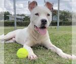 Small #1 American Pit Bull Terrier Mix