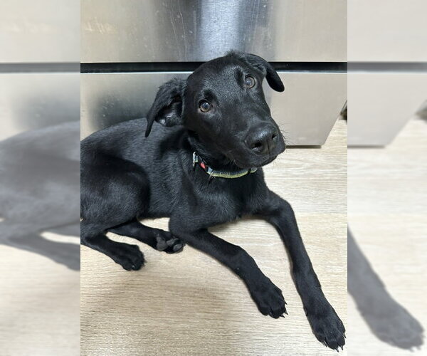 Medium Photo #1 German Shepherd Dog-Unknown Mix Puppy For Sale in MIDWAY, UT, USA