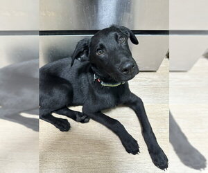German Shepherd Dog-Unknown Mix Dogs for adoption in MIDWAY, UT, USA