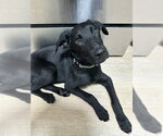 Small German Shepherd Dog Mix