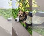 Small #1 Chipin