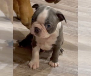 Boston Terrier Puppy for sale in CRKD RVR RNCH, OR, USA
