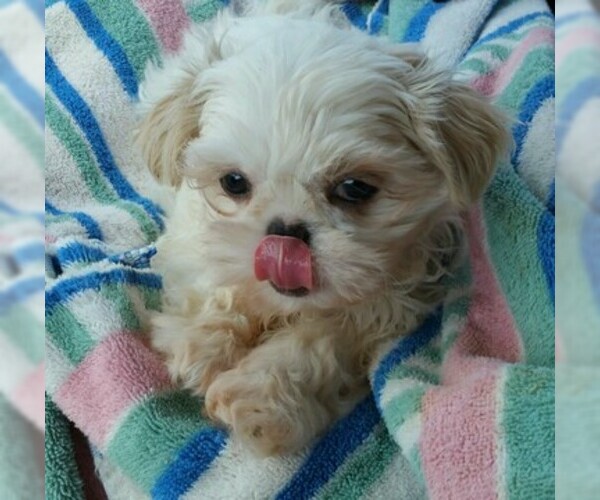 Medium Photo #1 Shih Tzu Puppy For Sale in YOUNGSTOWN, FL, USA