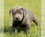 Small #3 Labrador Retriever