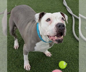 Mutt Dogs for adoption in Las Vegas, NV, USA